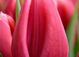 Tulipa Debutante (4)
